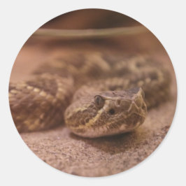 Adesivo Redondo cobra