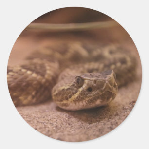 Adesivo Redondo cobra