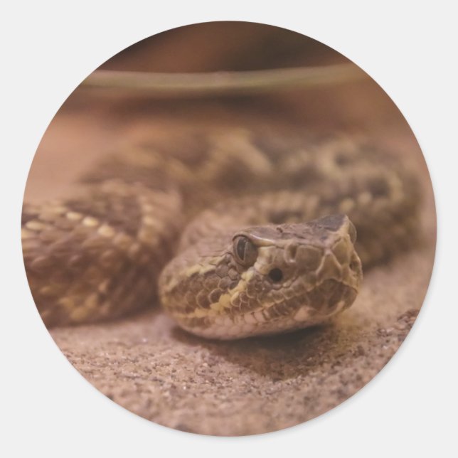 Adesivo Redondo cobra (Frente)