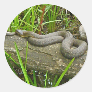 Adesivo Redondo Cobra de água do norte que Basking em artigos do