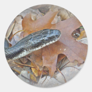 Adesivo Redondo Cobra de rato preto - obsoleta do Elaphe