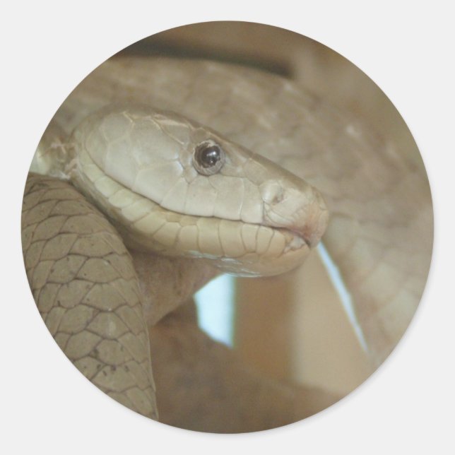 Adesivo Redondo Cobra Perigoso Na Árvore (Frente)