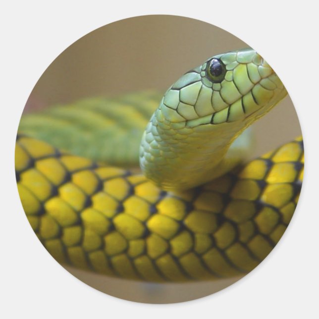 Adesivo Redondo Cobra Réptil (Frente)