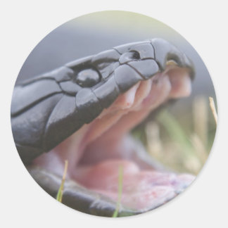 Adesivo Redondo Cobra Tiger