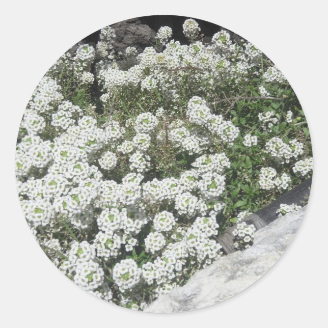 Adesivo Redondo Cobrir branco (Frente)