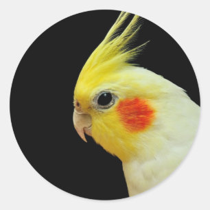 Adesivo Redondo Cockatiel de Lutino
