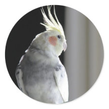 Cockatiel Pied