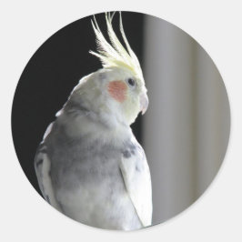 Adesivo Redondo Cockatiel Pied
