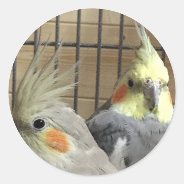 Adesivo Redondo Cockatiels (Frente)
