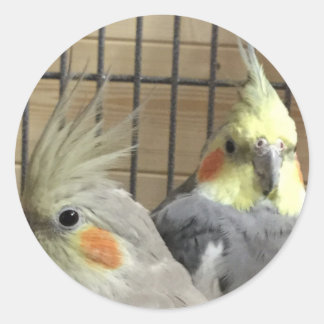 Adesivo Redondo Cockatiels