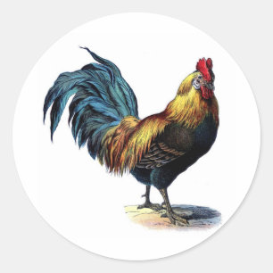 Adesivo Redondo Cockerel de Impressão Vintage