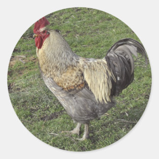 Adesivo Redondo cockerel leve sussex cross