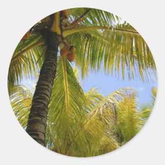 Adesivo Redondo Cocos