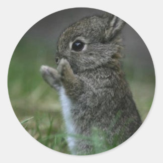 Adesivo Redondo Coelhinho Bonito