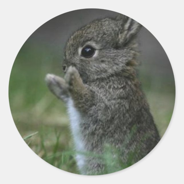Adesivo Redondo Coelhinho Bonito (Frente)