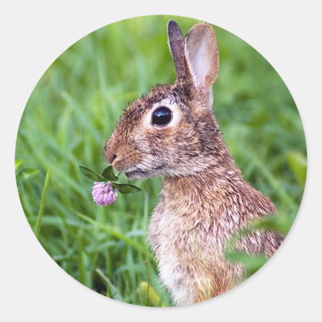 Adesivo Redondo Coelho (Frente)