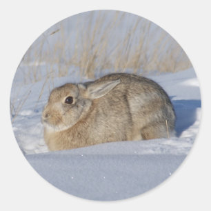 Adesivo Redondo Coelho Cottontail R5