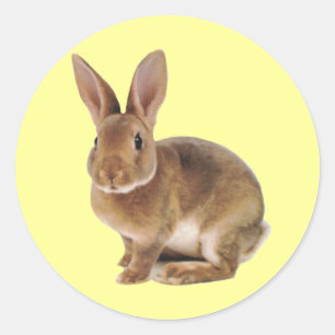 Adesivo Redondo Coelho de coelho bonito de Kawaii