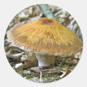 Adesivo Redondo Cogumelos da floresta que coordenam artigos