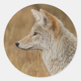 Adesivo Redondo coiote