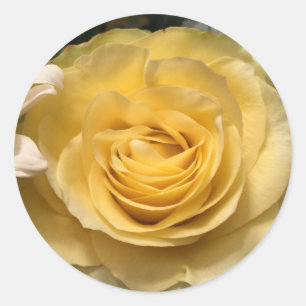Adesivo Redondo Colas de Envelope Rosa Amarelo
