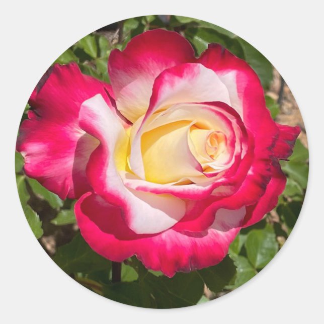 Adesivo Redondo Colas de Rosa Vermelhas e Amarelas (Frente)