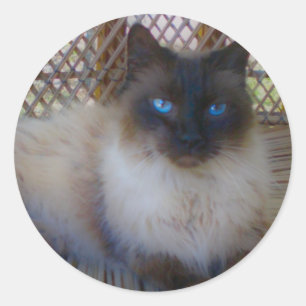 Adesivo Redondo Coleção do gatinho dos olhos azuis