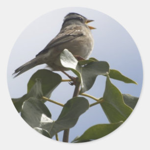 Adesivo Redondo Coleção do PÁSSARO da CANÇÃO do PRIMAVERA