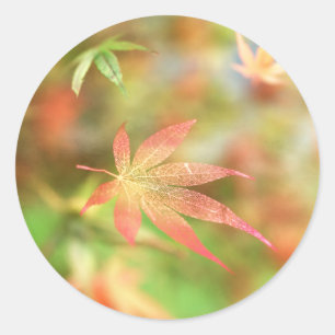 Adesivo Redondo Coletor de Aba