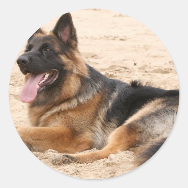 Adesivo Redondo Coletor de Cachorro do German shepherd em repouso (Frente)