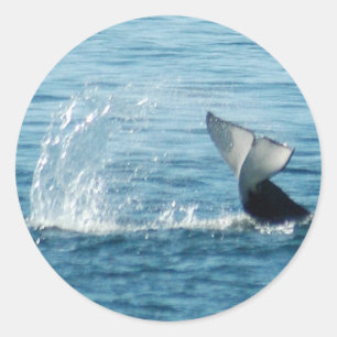 Adesivo Redondo Coletor Orca Tail