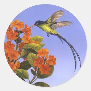 Adesivo Redondo Colibri