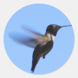 Adesivo Redondo colibri 2J2 em vôo em um céu azul
