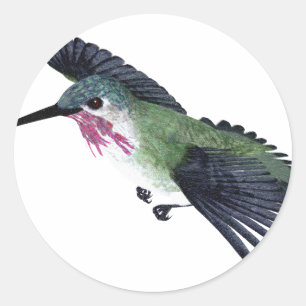 Adesivo Redondo Colibri do Calliope