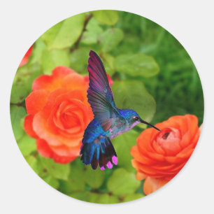Adesivo Redondo Colibri e rosas