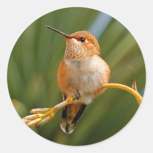 Adesivo Redondo Colibri Rufous em repouso