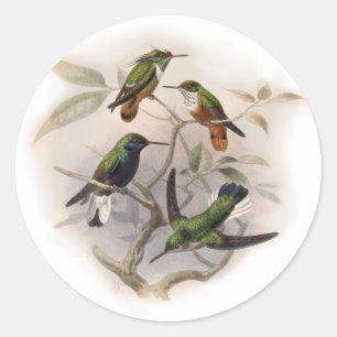 Adesivo Redondo Colibris em vôo