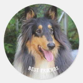 Adesivo Redondo Collie dog Best FRIENDS