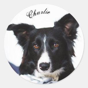Adesivo Redondo Collie Preto e Branco Personalizado
