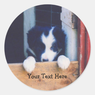 Adesivo Redondo Collie Puppy Dog Sticker