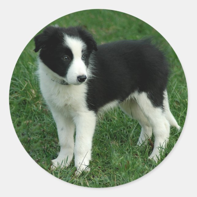Adesivo Redondo Collie Puppy Dog Stickers (Frente)
