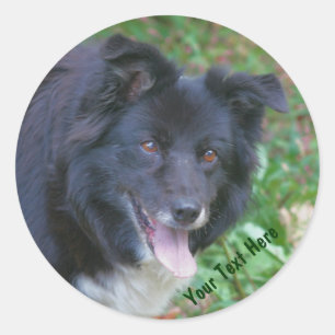 Adesivo Redondo Collie Smiling Cute Dog Sticker