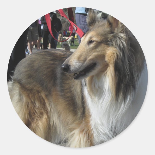 Adesivo Redondo Collie Sticker (Frente)