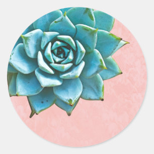 Adesivo Redondo Coloração d'água Suculta Lace Rosa