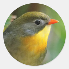 Adesivo Redondo Colorida Leiothrix / Pekin Robin Songbird