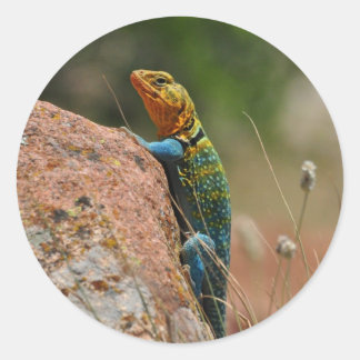Adesivo Redondo Colorida Lizard
