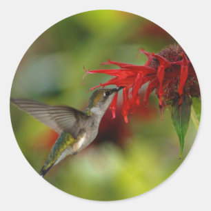Adesivo Redondo Colubris de Archilochus com Throated