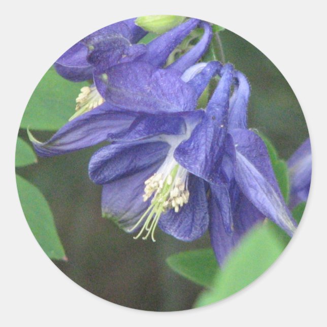 Adesivo Redondo Columbine Sticker (Frente)
