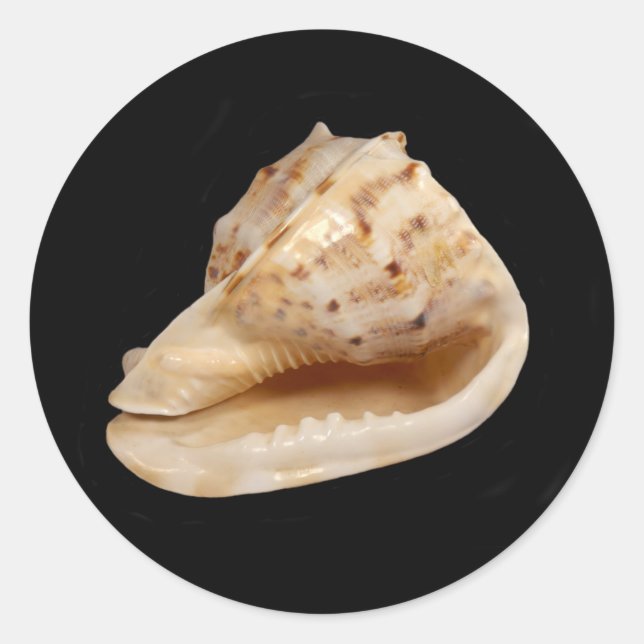 Adesivo Redondo Conch Shell Sticker (Frente)