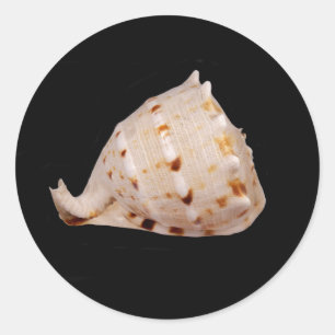 Adesivo Redondo Conch Shell Sticker